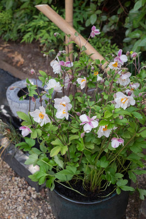 ANEMONE DAINTY SWAN [SZ:14CM POT]