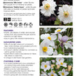 Load image into Gallery viewer, ANEMONE DAINTY SWAN [SZ:14CM POT]

