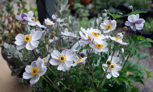 ANEMONE ELFIN SWAN