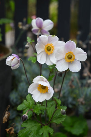 ANEMONE ELFIN SWAN