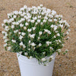 Load image into Gallery viewer, LAVANDULA SNOW PRINCESS [SZ:14CM POT]
