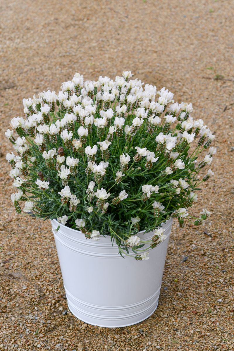 LAVANDULA SNOW PRINCESS [SZ:14CM POT]