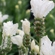 Load image into Gallery viewer, LAVANDULA SNOW PRINCESS [SZ:14CM POT]
