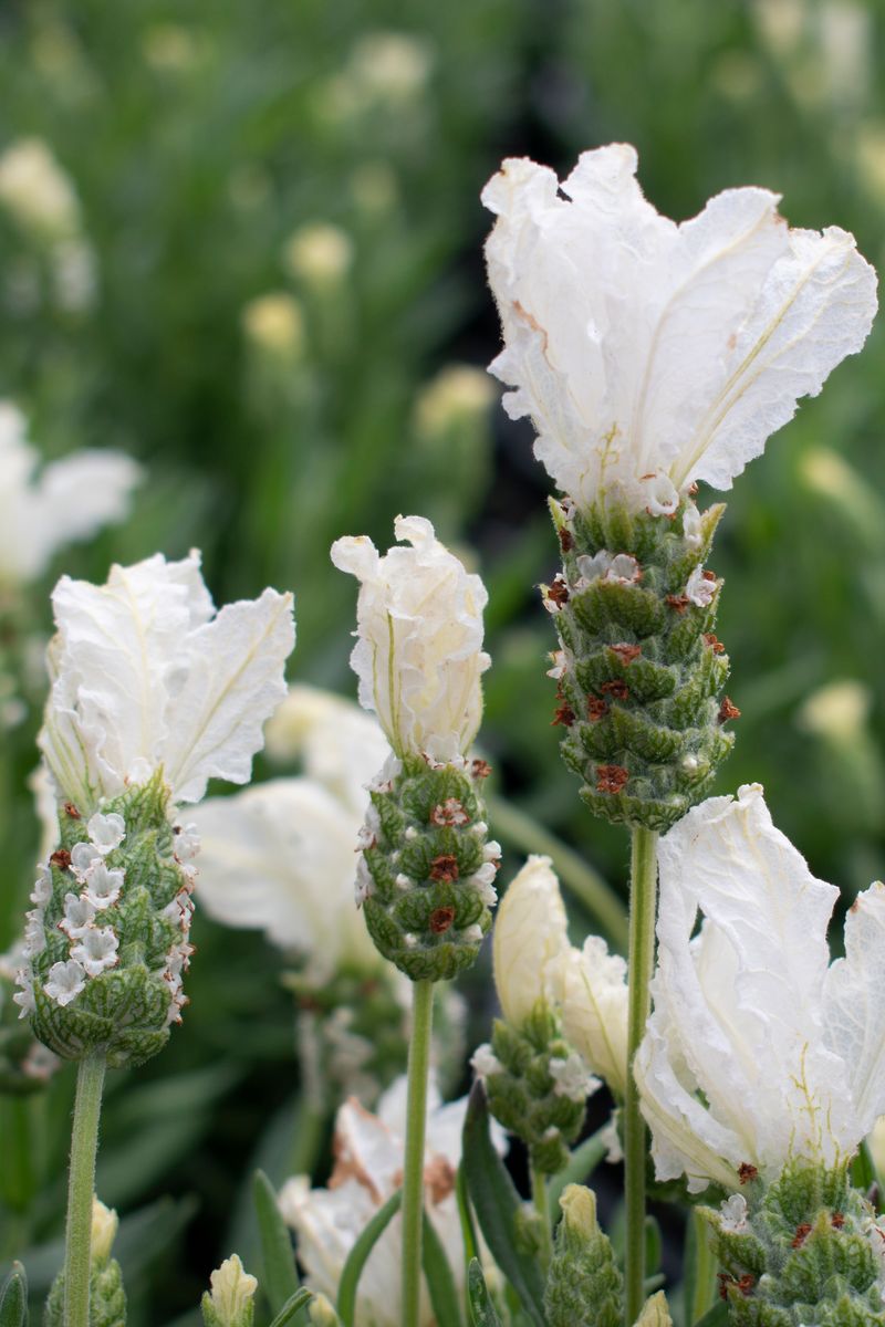 LAVANDULA SNOW PRINCESS [SZ:14CM POT]