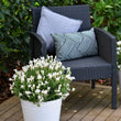 Load image into Gallery viewer, LAVANDULA SNOW PRINCESS [SZ:14CM POT]
