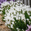 Load image into Gallery viewer, LAVANDULA SNOW PRINCESS [SZ:14CM POT]

