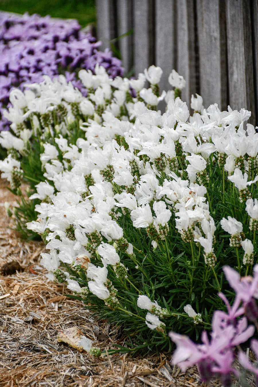 LAVANDULA SNOW PRINCESS [SZ:14CM POT]