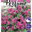 Load image into Gallery viewer, VIOLA PINK PERFUME [SZ:14CM POT]
