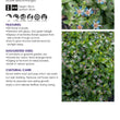 Load image into Gallery viewer, TRICYRTIS BLUE SHOOTING STARS GARDEN ORCHID [SZ:14CM POT]
