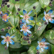 Load image into Gallery viewer, TRICYRTIS BLUE SHOOTING STARS GARDEN ORCHID [SZ:14CM POT]
