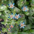 Load image into Gallery viewer, TRICYRTIS BLUE SHOOTING STARS GARDEN ORCHID [SZ:14CM POT]

