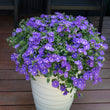 Load image into Gallery viewer, CONVOLVULUS PURPLE MOON [SZ:14CM POT]
