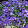 Load image into Gallery viewer, CONVOLVULUS PURPLE MOON [SZ:14CM POT]
