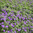 Load image into Gallery viewer, CONVOLVULUS PURPLE MOON [SZ:14CM POT]
