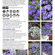 Load image into Gallery viewer, CONVOLVULUS PURPLE MOON [SZ:14CM POT]

