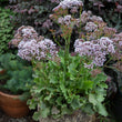 Load image into Gallery viewer, LIMONIUM PEREZII LILAC 14CM [SZ:14CM POT]
