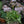 Load image into Gallery viewer, LIMONIUM PEREZII LILAC 14CM [SZ:14CM POT]
