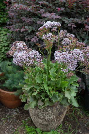 LIMONIUM PEREZII LILAC 14CM [SZ:14CM POT]