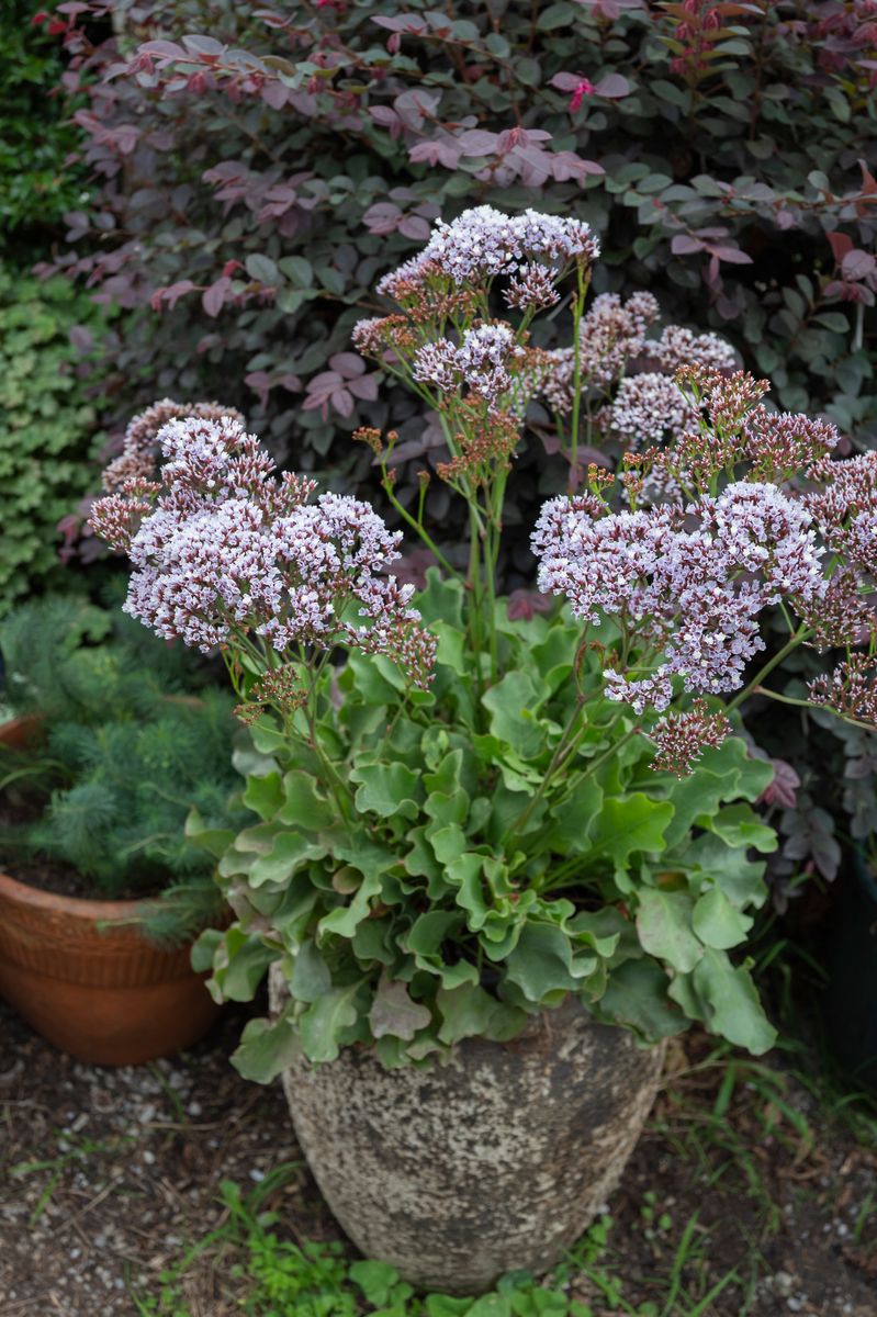 LIMONIUM PEREZII LILAC 14CM [SZ:14CM POT]
