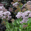 Load image into Gallery viewer, LIMONIUM PEREZII LILAC 14CM [SZ:14CM POT]
