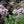 Load image into Gallery viewer, LIMONIUM PEREZII LILAC 14CM [SZ:14CM POT]
