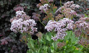 LIMONIUM PEREZII LILAC 14CM [SZ:14CM POT]