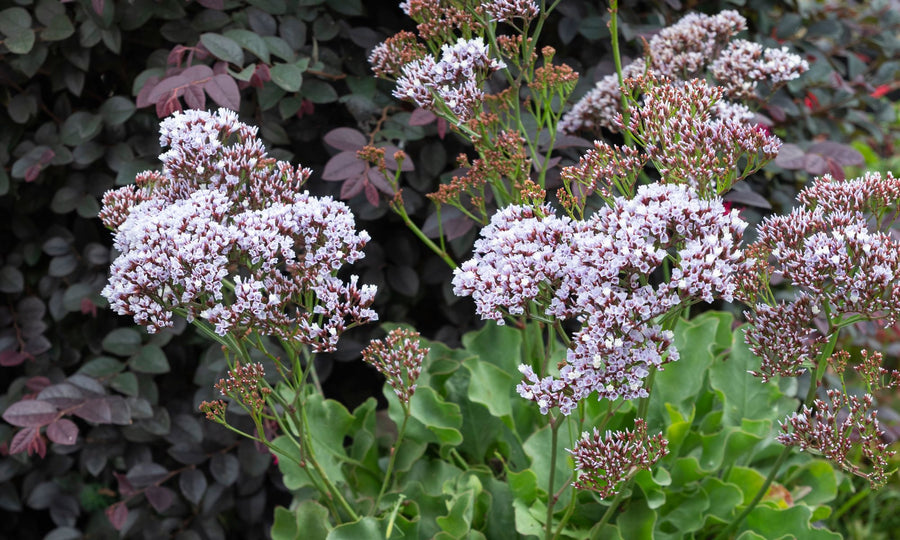 LIMONIUM PEREZII LILAC 14CM [SZ:14CM POT]