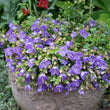 Load image into Gallery viewer, CAMPANULA BELLFLOWER BABY BELLS [SZ:14CM POT]
