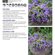 Load image into Gallery viewer, CAMPANULA BELLFLOWER BABY BELLS [SZ:14CM POT]
