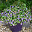 Load image into Gallery viewer, CAMPANULA BELLFLOWER BABY BELLS [SZ:14CM POT]
