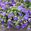 Load image into Gallery viewer, CAMPANULA BELLFLOWER BABY BELLS [SZ:14CM POT]
