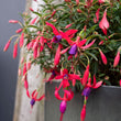Load image into Gallery viewer, FUCHSIA HAPPY BELLS FLIRTATIOUS [SZ:14CM POT]
