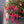 Load image into Gallery viewer, FUCHSIA HAPPY BELLS FLIRTATIOUS [SZ:14CM POT]
