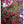 Load image into Gallery viewer, FUCHSIA HAPPY BELLS FLIRTATIOUS [SZ:14CM POT]
