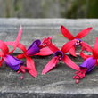 Load image into Gallery viewer, FUCHSIA HAPPY BELLS FLIRTATIOUS [SZ:14CM POT]
