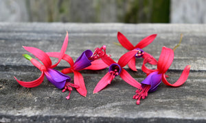 FUCHSIA HAPPY BELLS FLIRTATIOUS [SZ:14CM POT]