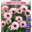 Load image into Gallery viewer, ECHINACEA SALMON SUNSEEKERS [SZ:14CM POT]
