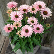 Load image into Gallery viewer, ECHINACEA SALMON SUNSEEKERS [SZ:14CM POT]
