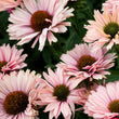 Load image into Gallery viewer, ECHINACEA SALMON SUNSEEKERS [SZ:14CM POT]
