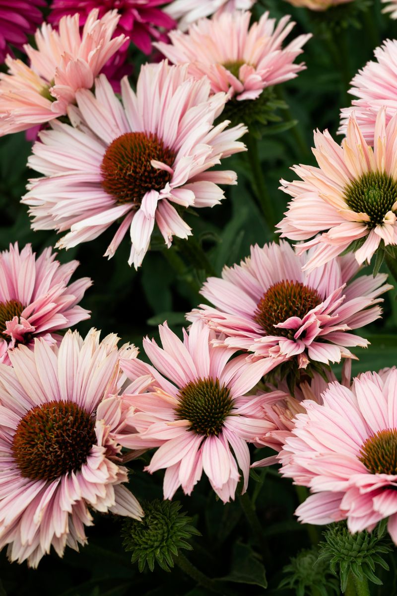 echinacea sunseekers salmon seeds ECHINACEA SALMON SUNSEEKERS – Honeysuckle Garden