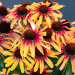 Load image into Gallery viewer, ECHINACEA TEQUILA SUNRISE SUNSEEKERS [SZ:14CM POT]
