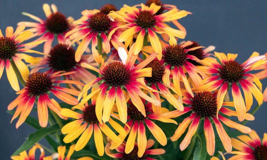 ECHINACEA TEQUILA SUNRISE SUNSEEKERS [SZ:14CM POT]
