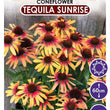 Load image into Gallery viewer, ECHINACEA TEQUILA SUNRISE SUNSEEKERS [SZ:14CM POT]
