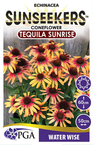 ECHINACEA TEQUILA SUNRISE SUNSEEKERS [SZ:14CM POT]