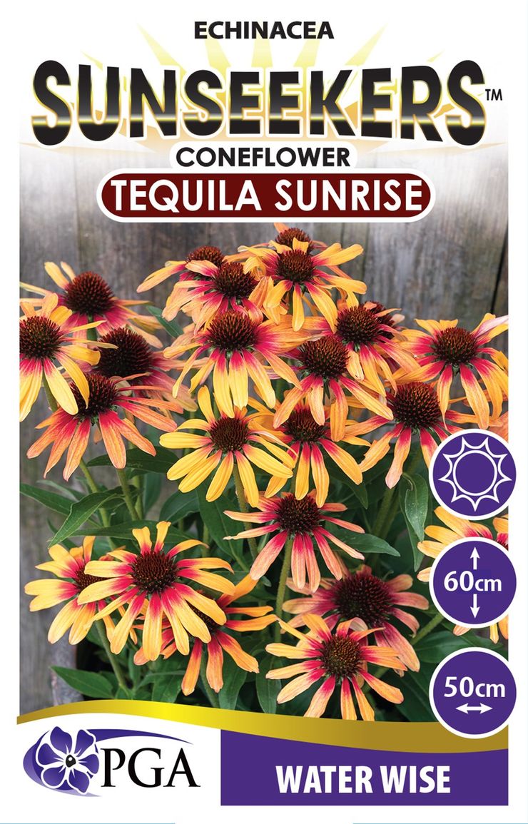 ECHINACEA TEQUILA SUNRISE SUNSEEKERS [SZ:14CM POT]