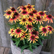 Load image into Gallery viewer, ECHINACEA TEQUILA SUNRISE SUNSEEKERS [SZ:14CM POT]
