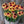 Load image into Gallery viewer, ECHINACEA TEQUILA SUNRISE SUNSEEKERS [SZ:14CM POT]
