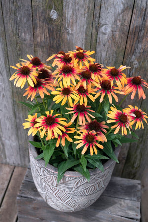 ECHINACEA TEQUILA SUNRISE SUNSEEKERS [SZ:14CM POT]