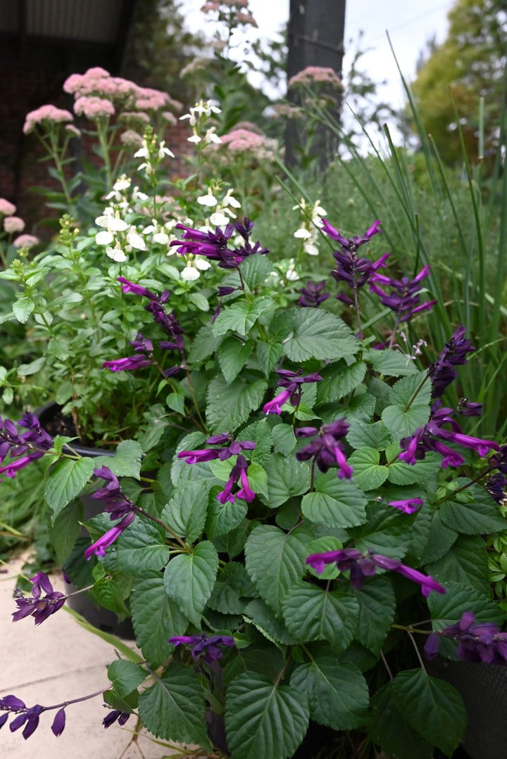 SALVIA LAVISH FISHER [SZ:14CM POT]