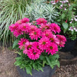 Load image into Gallery viewer, ECHINACEA SWEET FUCHSIA SUNSEEKERS [SZ:14CM POT]
